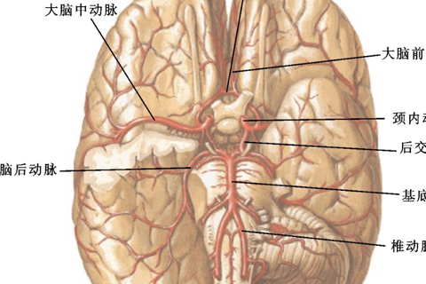 Aplicación de la monitorización neurofisiológica en la endarterectomía carotídea